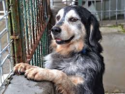 Avviso esplorativo per la realizzazione di una struttura multifunzionale per accogliere cani e gatti